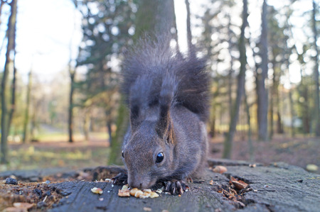 Squirrel with fluffy black fur eating nuts on hemp on a sunny spring dayの写真素材