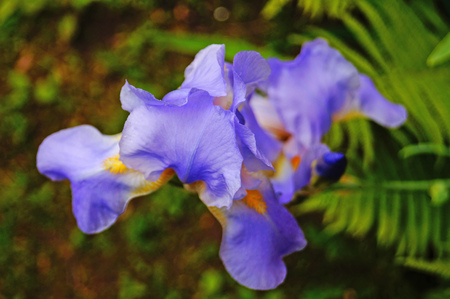 Iris flower with blue and purple delicate petals on a branch with green leavesの写真素材