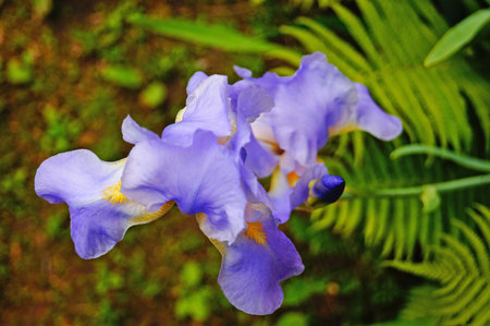 Iris flower with blue and purple delicate petals on a branch with green leaves