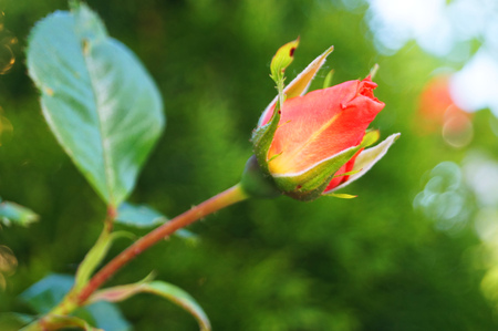 Buds and flowers of pink roses with delicate petals on a branch with green leavesの写真素材