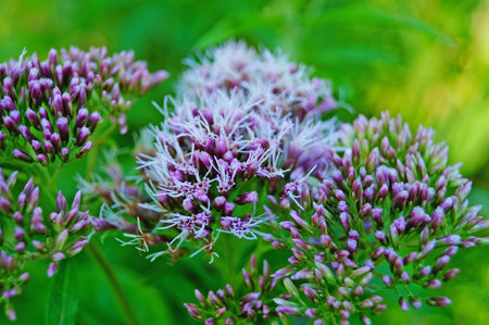 Purple wildflower with white thin petals on a branch in a green meadow
