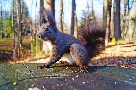 A squirrel with black fluffy fur sits on an old stump and eats nuts on a sunny dayの写真素材