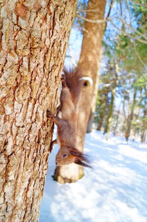 A squirrel with black fluffy fur sits on a tree on a background of white snow on a sunny winter dayの写真素材