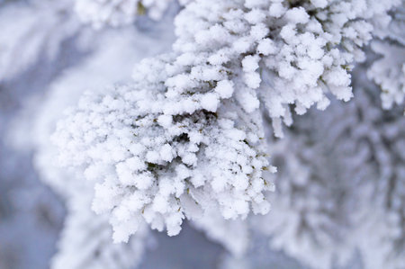 A branch of blue spruce covered with fluffy white snow in a winter sunny frosty day
