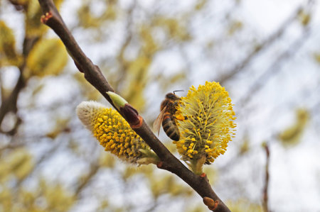 A bee sits on a flowering willow branch with white fluffy flowers and yellow pollen on a spring...