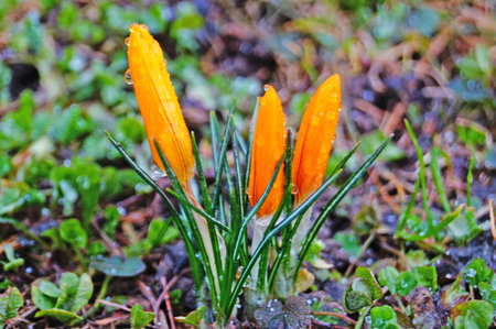Crocus flowers and buds with yellow petals and green leaves in a clearing on a spring sunny day