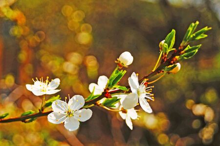 Cherry branch with white delicate flowers and a yellow center with green leaves against a blue skyの写真素材