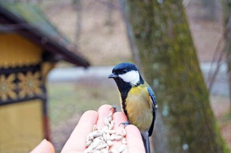 Titmouse with yellow, black and white feathers eats sunflower seeds from the palm of a man in a spring dayの写真素材