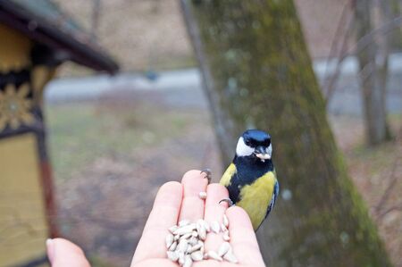 Titmouse with yellow, black and white feathers eats sunflower seeds from the palm of a man in a spring dayの写真素材