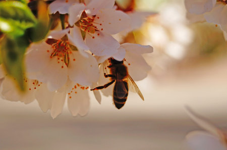 A bee sits on a branch of flowering sweet cherry with white delicate petals and green leaves against...