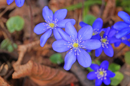 Spring coppice flower with beautiful purple petals in a clearing on a sunny day