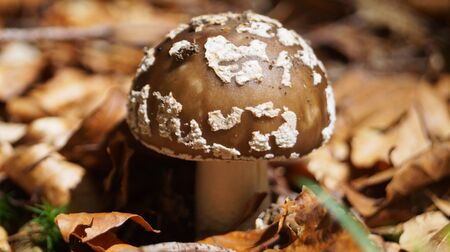 Amanita rubescens mushroom with a brown hat with white dots and a white leg in the forest in yellow leaves and green grass on an autumn dayの写真素材