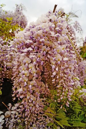 Wisteria flower with delicate white and purple petals on a bush with green leaves on a sunny spring dayの写真素材