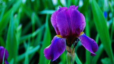 Iris flowers and buds with delicate purple and white petals and a yellow center in a flowerbed with green leavesの写真素材