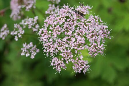 Field plant with delicate small purple flowers and green leaves on the stem.の写真素材