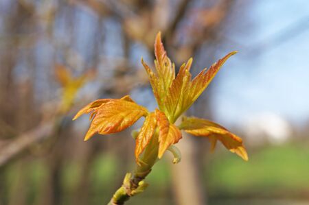 Maple branch with young red-green leaves on a background of blue sky on a spring dayの写真素材
