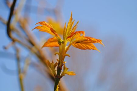 Maple branch with young red-green leaves on a background of blue sky on a spring dayの写真素材