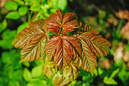 Young maple tree with red-green leaves in a clearing on a spring day