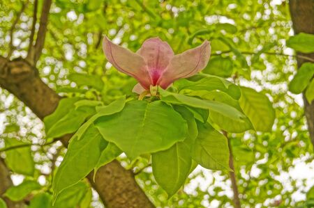 Magnolia flower with delicate pink petals on a branch with green leaves on a sunny spring dayの写真素材