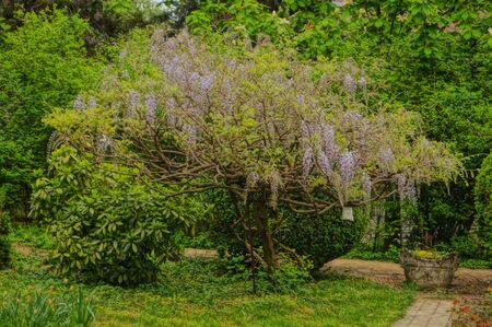 Wisteria flower with delicate white and purple petals on a bush with green leaves on a sunny spring dayの写真素材