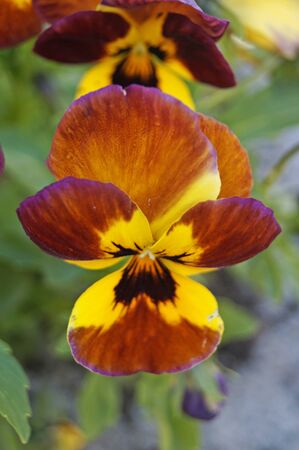 Violet flowers and buds with delicate blue, yellow, burgundy, violet and white petals on the flowerbedの写真素材
