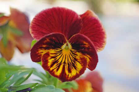 Violet flowers and buds with delicate blue, yellow, burgundy, violet and white petals on the flowerbedの写真素材