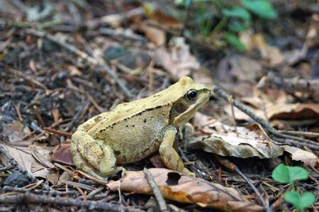 Forest frog with wet shiny skin sits on yellow leaves in the forestの写真素材