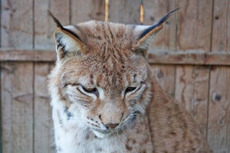 A wild lynx with furry beige brown fur sits in a cage at the zooの写真素材