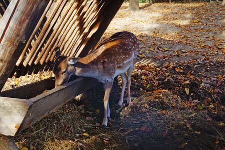 A female deer with brown fur sits near a feeding trough on a sunny dayの写真素材