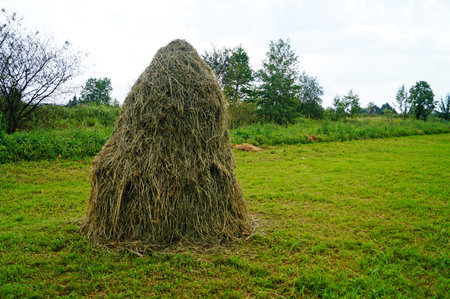 Haystack with dry grass in a meadow with green grass on a summer hot sunny day