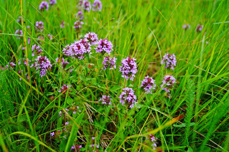 Thyme with delicate purple flowers in a clearing in the green grass on a summer dayの写真素材