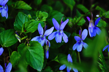 Wild bush of violets with delicate purple petals and green leaves on a spring sunny day