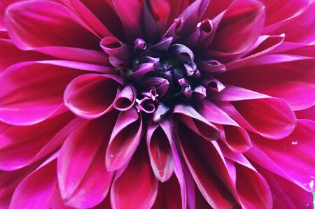 Dahlia flower with pink, yellow, red and burgundy petals and a yellow center on a bush with green leaves   の写真素材