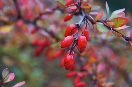 Branches of barberry with red leaves and red ripe fruits on an autumn dayの写真素材