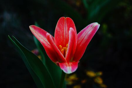 Buds and flowers of a tulip with red petals on a stem with green leaves on a flower bedの写真素材