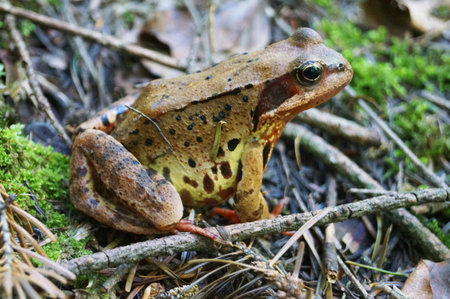 Forest frog with green wet skin sits in the forest on the grass and dry leavesの写真素材