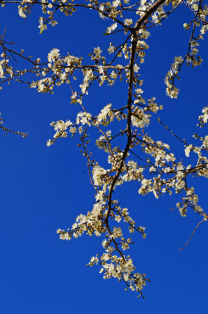 Blossoming cherry branch with delicate white flowers and green leaves against the blue sky on a...