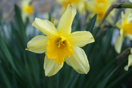 Narcissus flowers with delicate white and yellow petals on a bush with green leaves on a sunny spring dayの写真素材