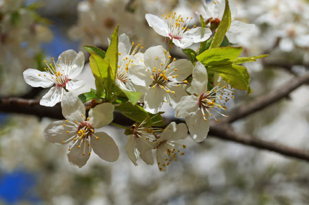 Cherry and cherry flowers with white petals on a branch with green leaves on a sunny spring day