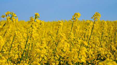 Rape field with bright yellow flowers under blue sky and white clouds on a spring sunny dayの写真素材
