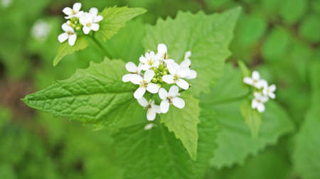 Field plant with green leaves and white delicate flowers in a clearing in the forest on a spring dayの写真素材
