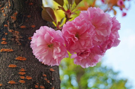 Sakura branch with delicate dense flowers with pink petals and green leaves on a tree in a park on a spring dayの写真素材