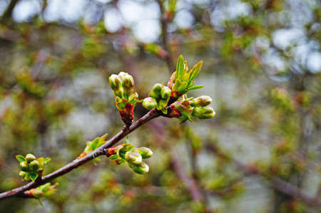 Cherry and cherry flowers with white petals on a branch with green leaves on a sunny spring dayの写真素材