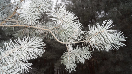 Pine branch with long needles covered with white snow on a frosty winter day