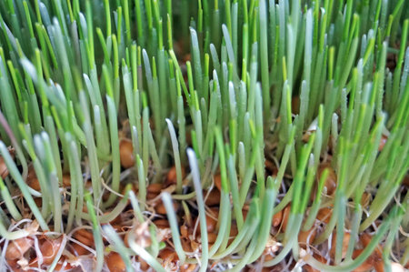 Green wheat sprouts with long thin green leaves on a sunny day