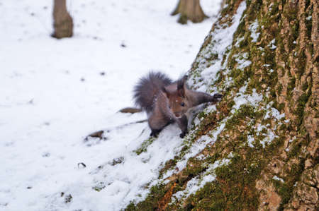 Squirrel with black fur sits on white snow in the park in Truskavets on a winter dayの写真素材