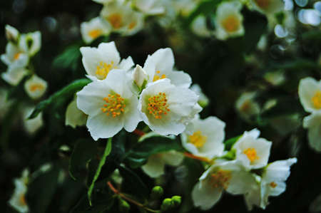Jasmine branch with delicate white flowers and yellow center and green leaves on the bush on a summer dayの写真素材