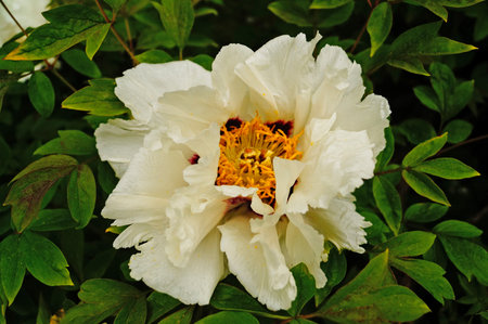 Tree peony flower and bud with white petals and a yellow centerの写真素材