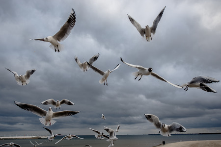 Flying seagulls by the seaの写真素材