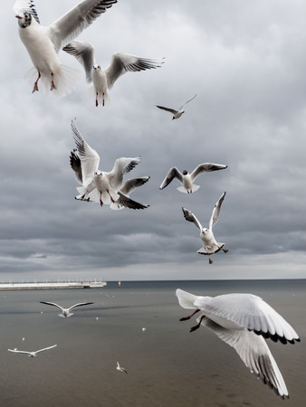 Flying seagulls by the seaの写真素材